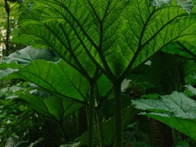 Deep forest green shades symbolizing relaxation and depth